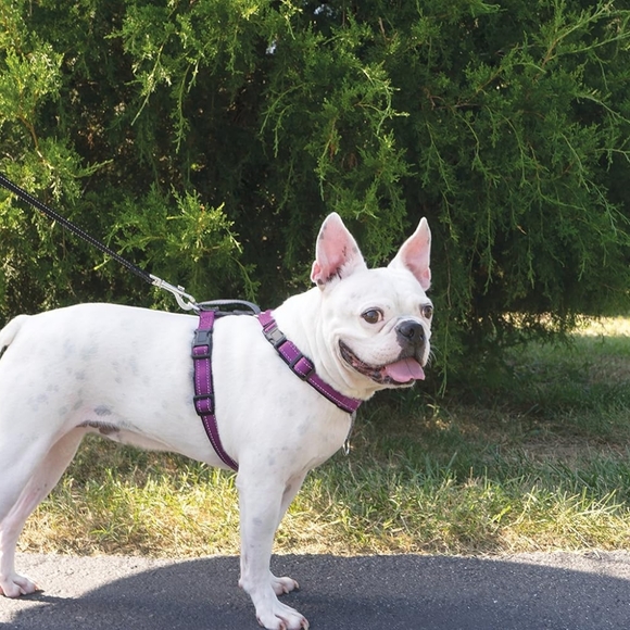 Petsafe 3 in 1 Dog harness Medium New in box - Picture 2 of 16